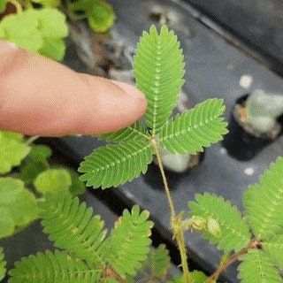 RARE Mimosa Pudica Plant~Sleepy Plant~Touch-Me-NOT Plant~Sensitive Plant~Shame Plant~Action Plant~Zombie Plant~Shy Lady Plant