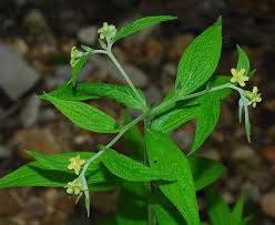 Lithospermum Latifolium Seeds ~ American Stoneseed ~ American Gromwell