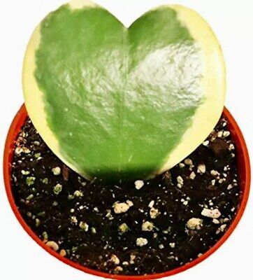 Variegated Hoya Kerrii Seeds ~ Sweetheart Plant Lucky ~ Heart Succulent Home ~