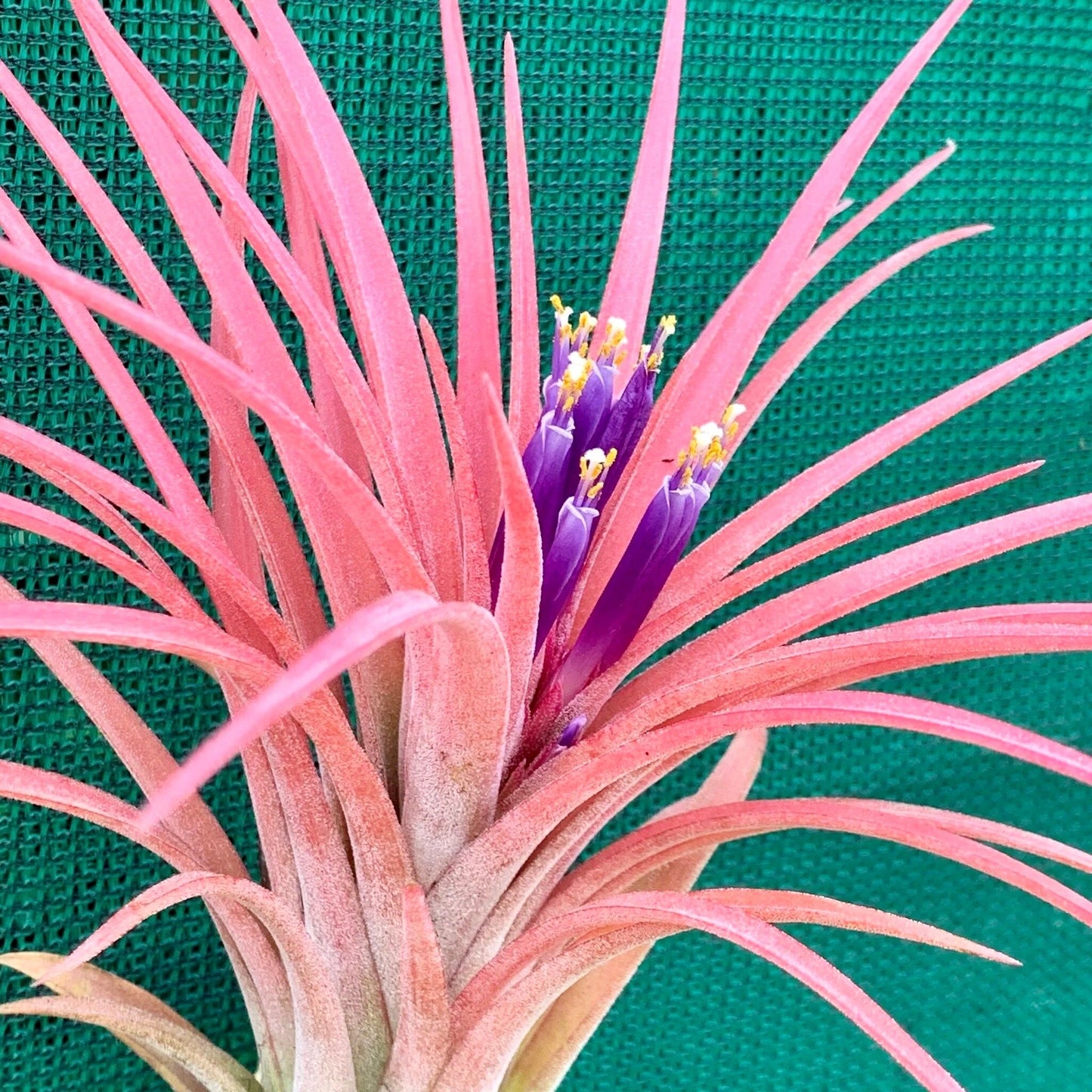 Air Plant Tillandsia Lonantha Seeds ~ Sky Plant ~ Shy Plant ~ Cool Plants ~ House Plant ~ Easy Care ~ Rare ~ Plants ~ Easy ~ Crafts