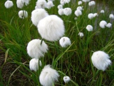Rare Seuss Cotton Grass Seeds ~ Eriophorum Angustifolium ~ Whimsical ~ Cotton Balls ~ Fairytale ~ Fall ~ Season ~ Dried Flowers ~ Bouquet