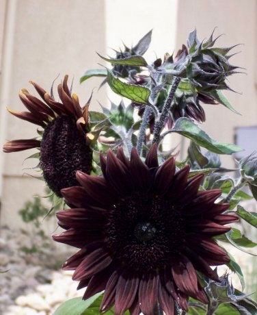 black sunflower seeds for planting Rare 'Black Beauty' Sunflower Seeds ~ Helianthus Annuus ~ Pretty Flowe – Your Plant Bitch