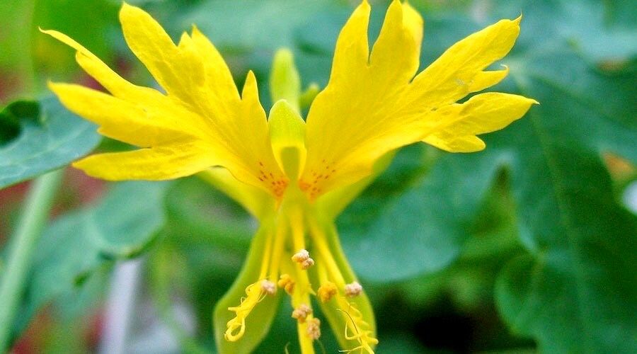 green birdflower plant seeds Yellow Canary Bird Vine Seeds ~ Tropaeolum Peregrinum ~ Canary Creeper – Your Plant Bitch