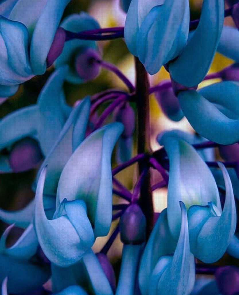 buy jade vine plant Rare Blue Jade Vine Seeds ~ Mucuna Benettii ~ Mucuna Bennettii ~ Mucun – Your Plant Bitch