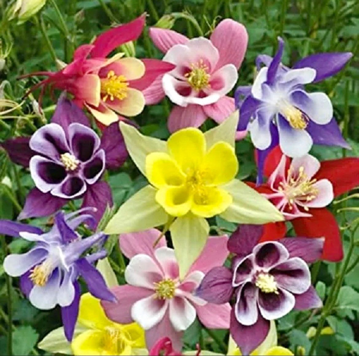columbine flower growing from seed Giants and Harlequin Mix Columbine Seeds~ Flower ~ Perennial Flowers ~ Blooms ~ Grow Your Own ~ Spring Flowers ~ Instead of Flowers ~ Spring