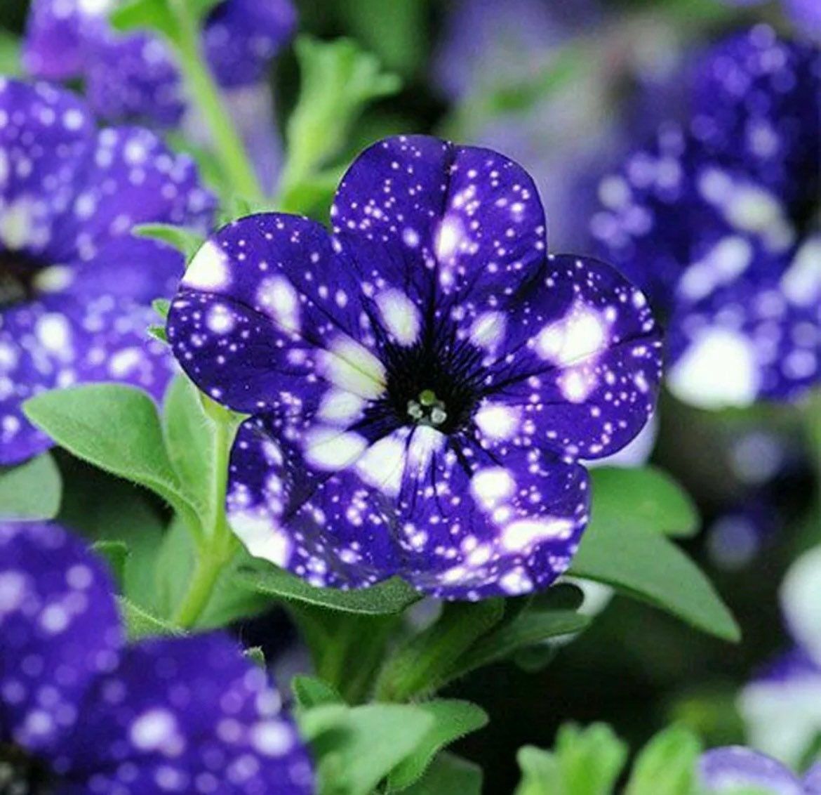 Petunia Starry Sky Blue Seeds ~ Night Sky ~ Grow Your Own ~ Spring Flowers ~ Instead of Flowers