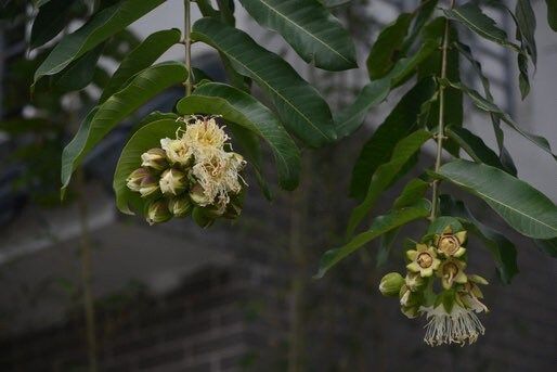 Rare Duabanga Grandiflora Tree Seeds ~ Lampati ~ Tropical ~ Plants ~ Heirloom ~ Non-GMO