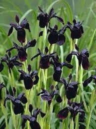 Iris Chrysographes Seeds ~ Iris ‘Black Gold’ ~ Garden ~ Grow Your Own ~ Spring Flowers ~ Instead of Flowers