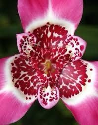 Rosa Tigridia Pavonia Seeds ~ Tiger Flower ~ Mexican Shell Flower ~ Peacock Flower ~ Garden ~ Grow Your Own ~ Spring Flowers