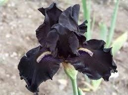 Black Iris Seeds ~ Gifts ~ Grow Your Own ~ Spring Flowers ~ Instead of Flowers
