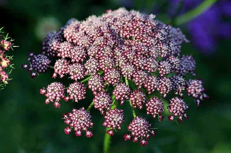 Maroon Lace Flower Seeds ~ Purple Kissesara ~ Daucus ~ Queen Anne's Lace ~ Daucus Carota ~ Dried Flowers ~ Dried Flowers Bouquets ~ Boho