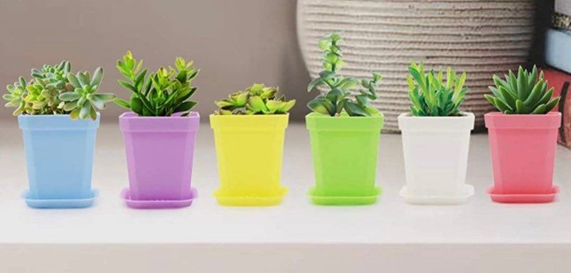 RARE Mimosa Pudica Plant~Touch-Me-NOT Plant~Sleepy Plant~Sensitive Plant~Shame Plant~Action Plant~Intelligent Plant~Present Ideas