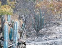 Pilosocereus Purpureus Seeds ~ Cactus ~ Rare ~ Blue ~ Cati ~ Cool Plants ~ Easy Care