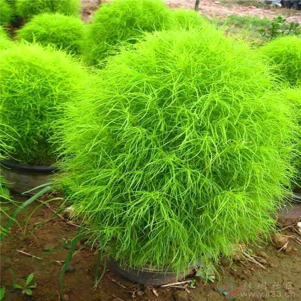 Broomsedge Seeds ~ Plants ~ Garden ~ Grow Your Own ~ Spring Flowers ~ Instead of Flowers ~ Grass
