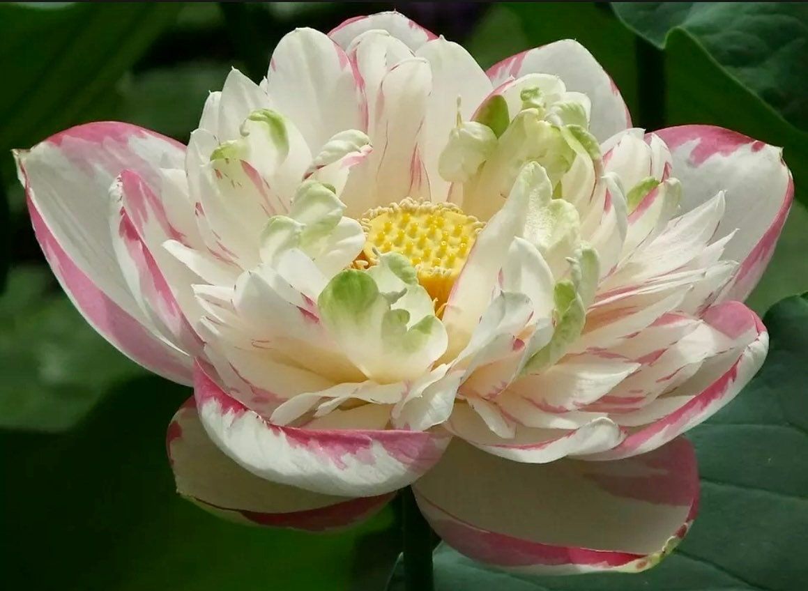 pink lotus flower seeds Heirloom Colorful Lotus Seeds ~Rare~Water Plants~ Bonsai Hydroponic Ga – Your Plant Bitch
