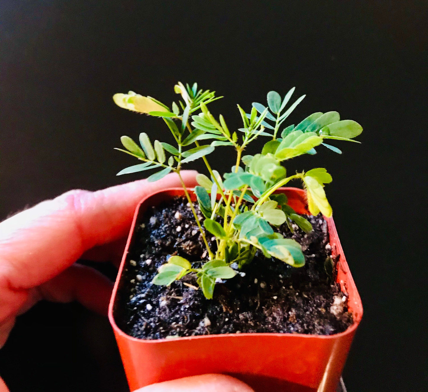 SMALL Mimosa Pudica Starter Grow Kit~Sensitive Plant~Touch-Me-Not~Sleepy Plant~Stocking Stuffers~Goodie Bags~Party Favors