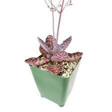 Rare Kalanchoe “Desert Surprise” Seeds ~ Humilis ~ Cactus ~ Cacti ~ Pretty Flowers ~ Easy ~ Flowers ~ Plants