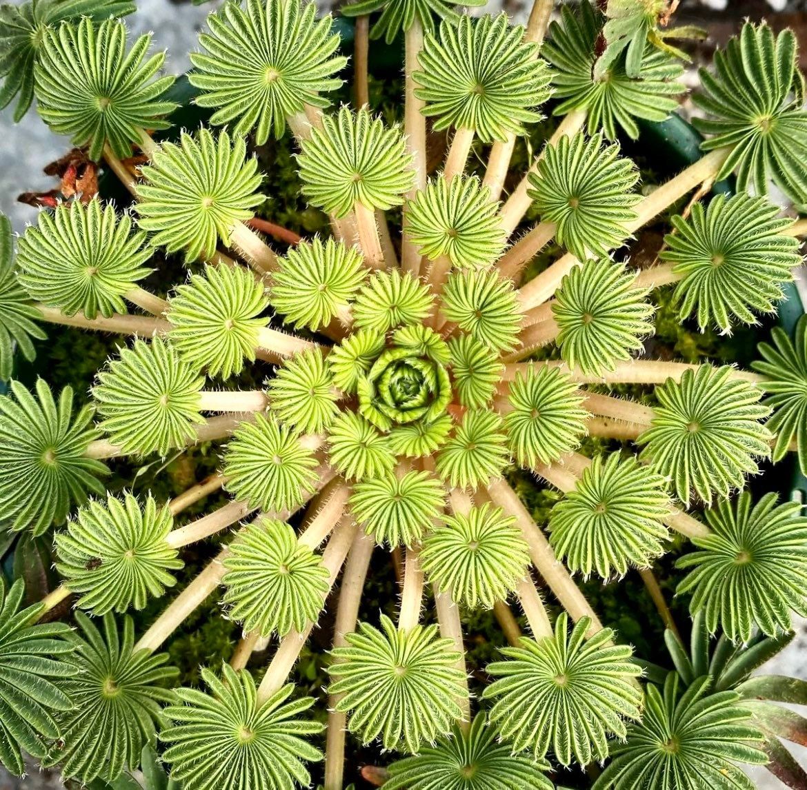 false shamrock house plant Oxalis Palmifrons Seeds ~ Palm Leaf Oxalis ~ Palm-leaf False Shamrock – Your Plant Bitch