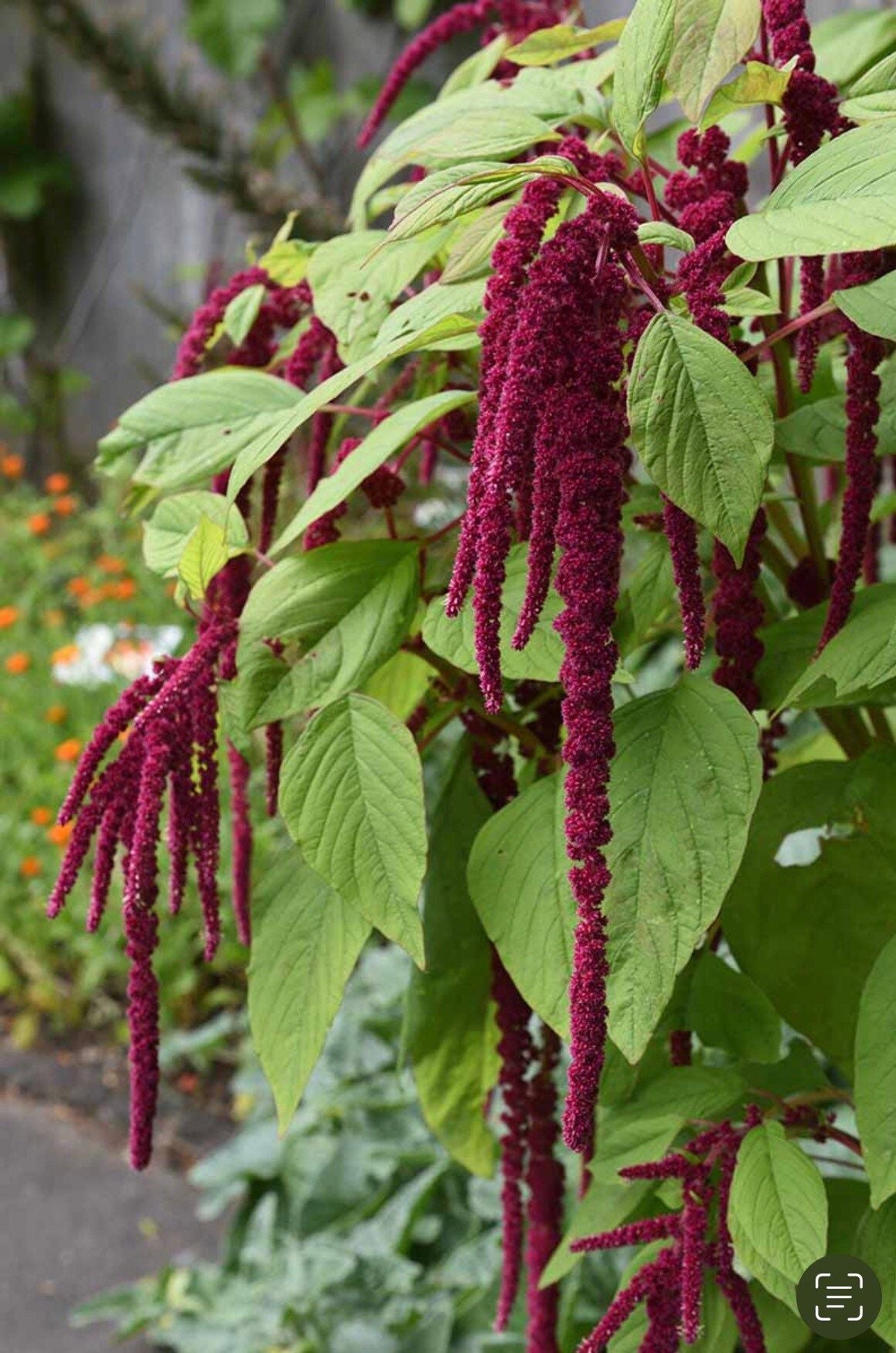 Amaranthus Caudatus 'Red Garnet' Seeds ~ Love Lies Bleeding ~ Plants ~ Garden ~ Grow Your Own ~ Spring Flowers ~ Instead of Flowers