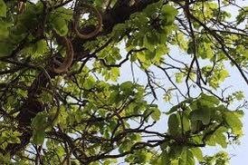 Rare Katsagon Plant Seeds ~ Fernandoa Adenophylla ~ Plants ~ Garden ~ Grow Your Own ~ Spring Flowers