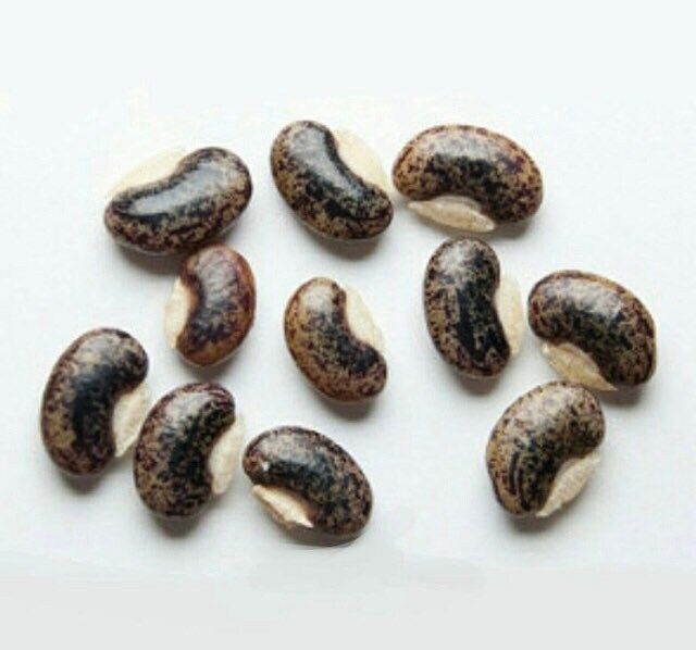 BIG Dancing Telegraph Plant Starter Grow Kit~Dancing Tree~Dancing Grass~Dancing Plant~Telegraph Plant~Stocking Stuffers