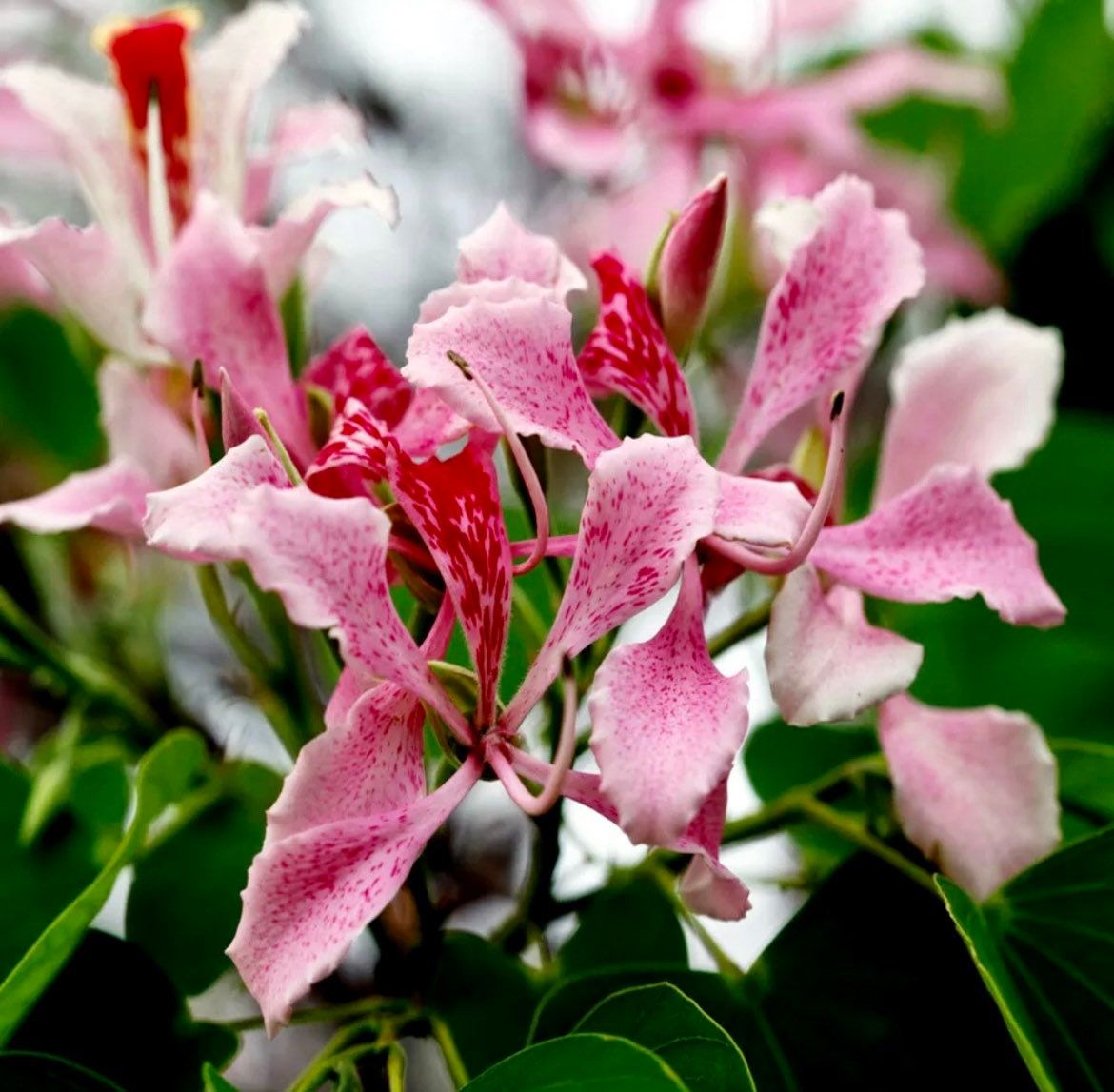 Bauhinia Monandra Pink Orchid Tree Seeds ~ Tropical Butterfly Flower Plant ~ RARE ~ Orchid ~ Unusual Flowers ~ Exotic ~ Napoleon's Plume