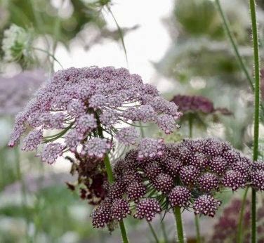 Maroon Lace Flower Seeds ~ Purple Kissesara ~ Daucus ~ Queen Anne's Lace ~ Daucus Carota ~ Dried Flowers ~ Dried Flowers Bouquets ~ Boho