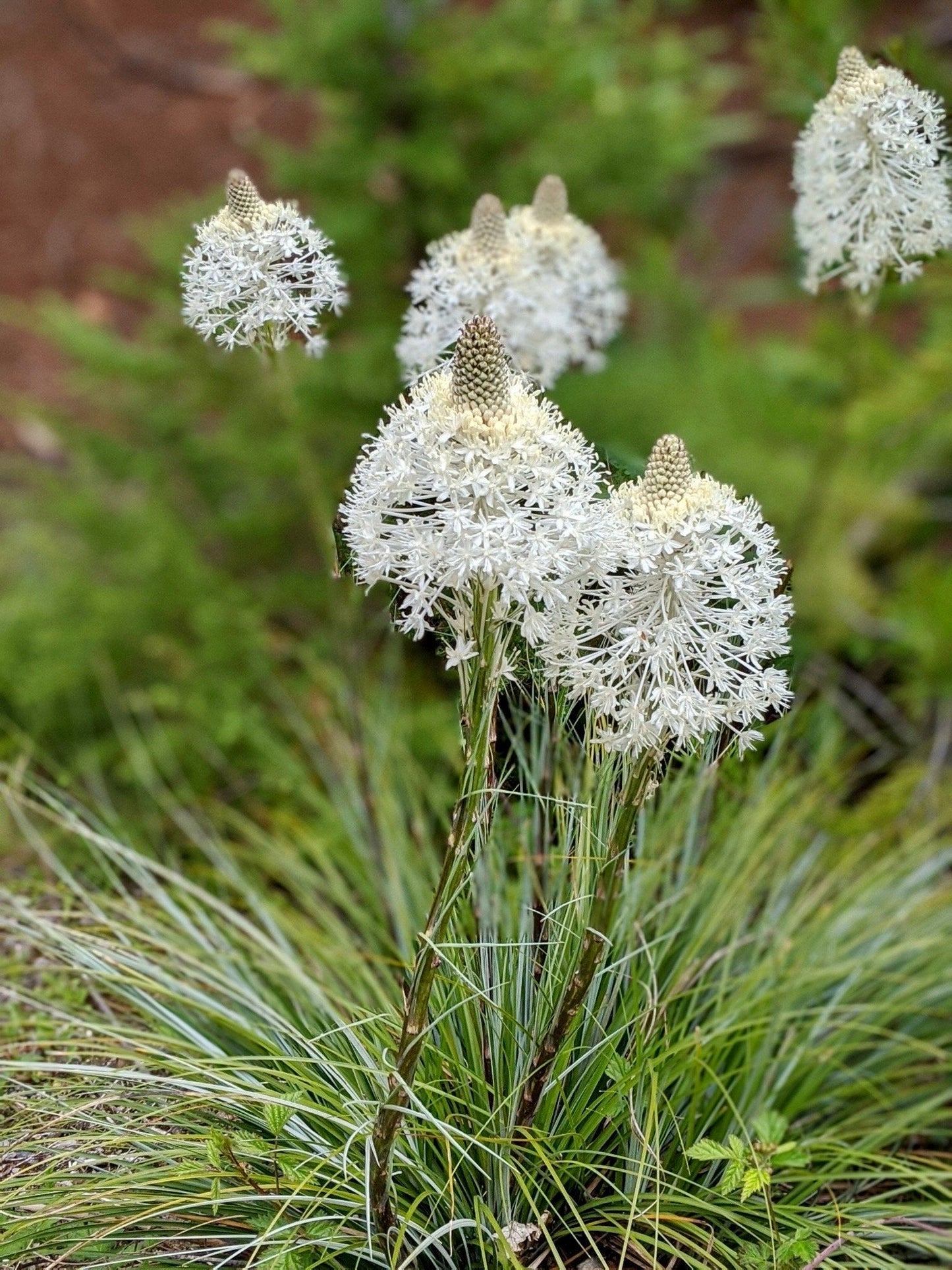 Alpine Bear Grass Seeds ~ Xerophyllum Tenax ~ Unusual ~ White Torch Lily ~ Dried Flowers ~ Boho ~ Bouquets