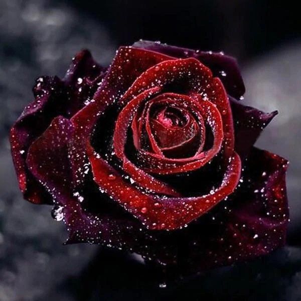 Black Magic Rose Seeds ~ Plants ~ Garden ~ Grow Your Own ~ Spring Flowers ~ Instead of Flowers ~ Presents