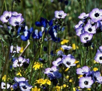 Birds Eye Gilia Tricolor Seeds ~ Flower ~ Annual ~ Blooms ~ Grow Your Own ~