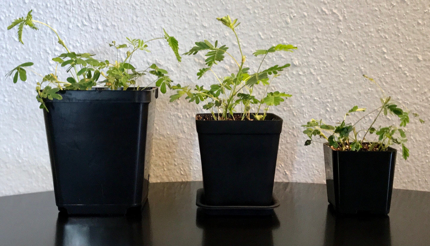 RARE Mimosa Pudica Plant~Humble Plant~Sleepy Plant~Sensitive Plant~Shame Plant~Action Plant~Zombie Plant~Holiday Presents