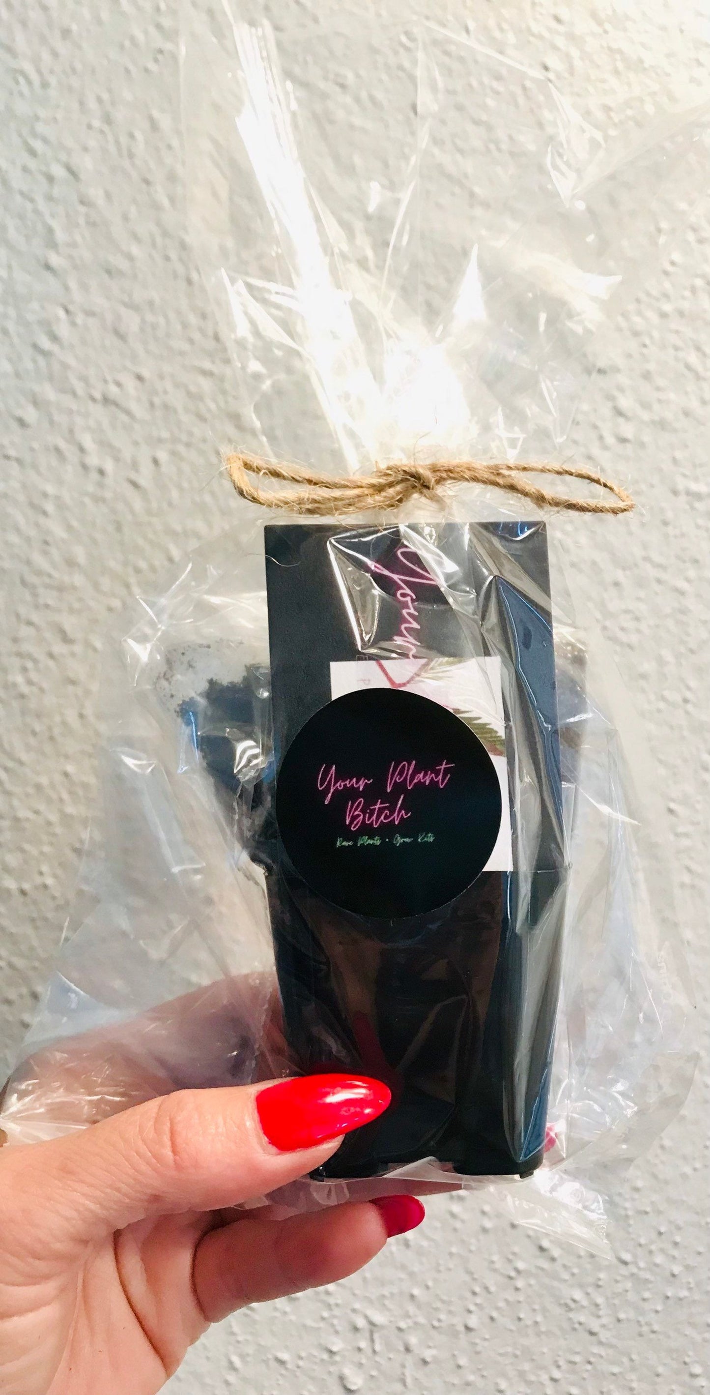 SMALL Mimosa Pudica Starter Grow Kit~Sensitive Plant~Touch-Me-Not~Sleepy Plant~Stocking Stuffers~Goodie Bags~Party Favors