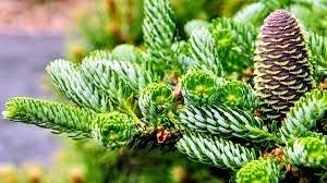 Abies Korean Seeds ~ Korean Fir ~ Plants ~ Garden ~ Grow Your Own ~ Spring Flowers ~ Instead of Flowers ~ Presents