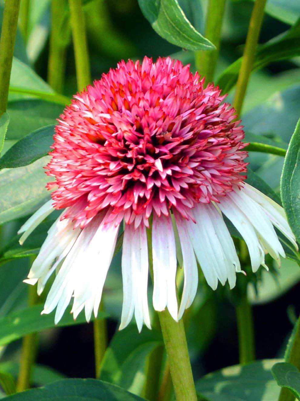 pink echinacea seeds White and Pink Coneflower Seeds ~ Echinacea Hybrid ~ Flowering Plant ~ Unusual Flowers ~ Flower ~ Growing Flowers ~ Garden ~ Plant