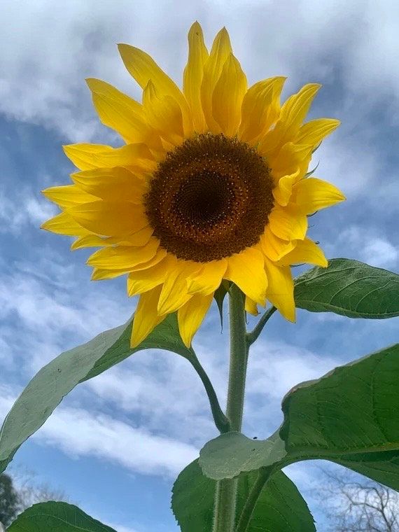 Giant ‘Sunzilla’ Sunflower Seeds ~ Helianthus Annuus ~ Pretty Flowers ~ Garden ~ Fall ~ Heirloom Seeds ~ Autumn ~ Huge