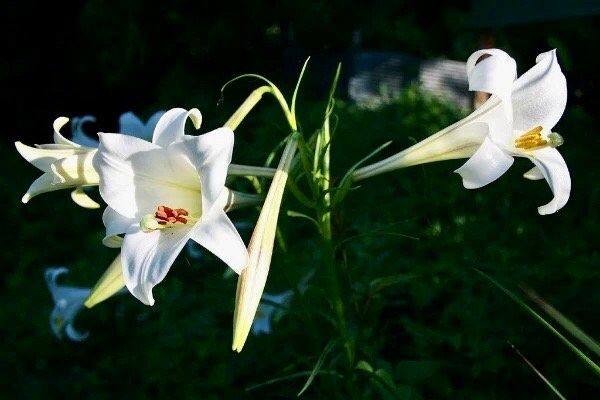white lily flower seeds Lilium Formosanum Seeds ~ Formosa Lily~ Blooms ~ Climbing Perennial ~ – Your Plant Bitch