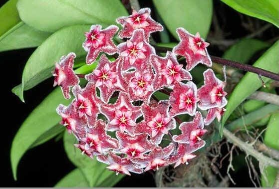 RARE Hoya Pubicalyx Splash with Circle Trellis ~ Hoya Wax Plant~ Live House Plant ~ Plant Wish List ~ Blooming Houseplant ~ House plants