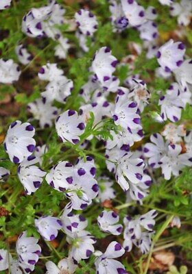 Fivespot Seeds ~ Nemophila Maculata ~ Grow Your Own ~ Spring Flowers ~ Instead