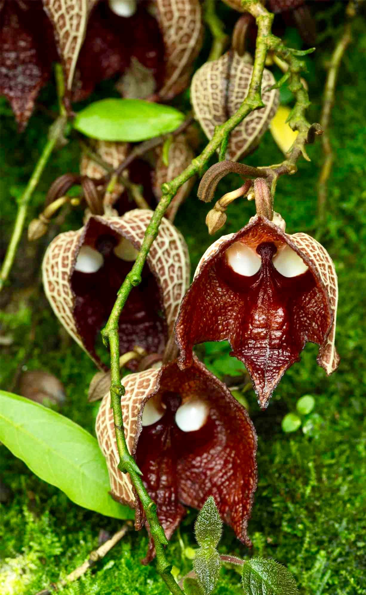 interesting flower seeds Darth Vader Flower Seeds ~ Aristolochia Salvadorensis ~ Usual Flowers ~ Exotic ~ Unique Flowers ~ Funky Plants