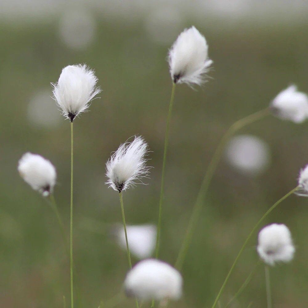 Rare Seuss Cotton Grass Seeds ~ Eriophorum Angustifolium ~ Whimsical ~ Cotton Balls ~ Fairytale ~ Fall ~ Season ~ Dried Flowers ~ Bouquet