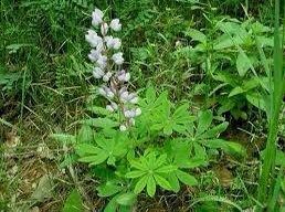 Lupine Perennis Seeds ~ Wild Lupine ~ Heirloom Seeds
