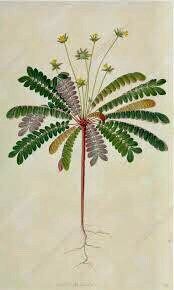 Biophytum Sensitivum Plant Seeds~Biophytum Petersianum~Biophytum Umbraculum~Jurassic Sensitive~Cool Gifts~ Present Ideas