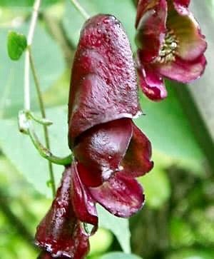 Rare Red Wine Climbing Monk's Hood Seeds ~ Aconitum Hemsleyanum ~ Devil's Helmet ~ Herbaceous Perennial Plants ~ Rare