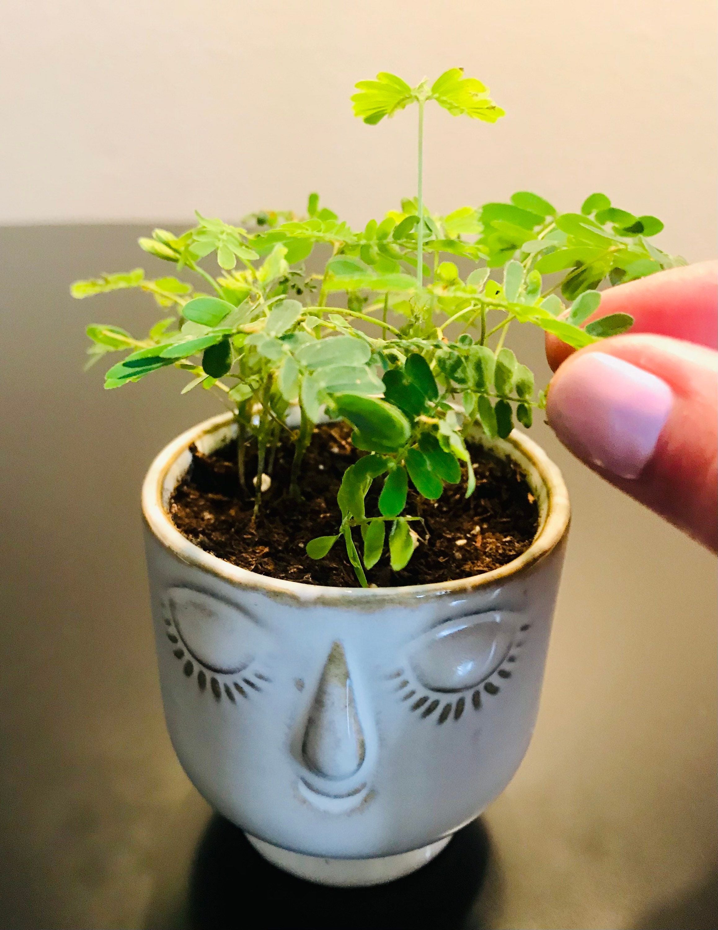 mimosa plant in pot RARE Mimosa Pudica Plant~Touch-Me-NOT Baby Plant with Ceramic Face Pot~Sleepy Plant~Sensitive Plant~Shame Plant~Action Plant~Zombie Plant