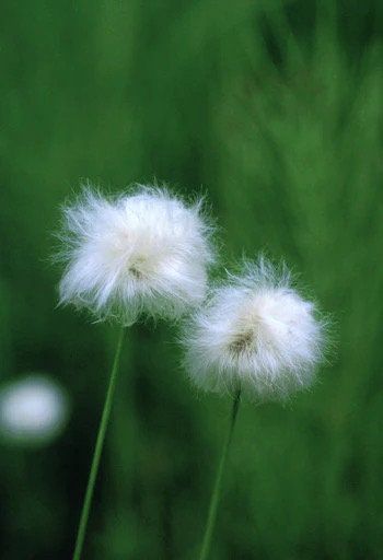 Rare Seuss Cotton Grass Seeds ~ Eriophorum Angustifolium ~ Whimsical ~ Cotton Balls ~ Fairytale ~ Fall ~ Season ~ Dried Flowers ~ Bouquet