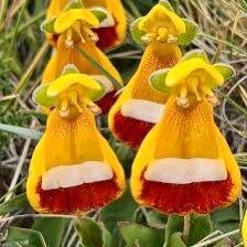 Happy Alien ~ Darwin's Slipper ~ Calceolaria Uniflora ~ Penguin ~ Unique ~ Flowers ~ Cute