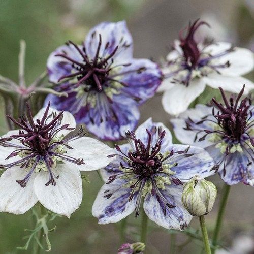 rare plants seeds Nigella Papillosa Delft Blue Seeds ~ Forget Me Nots ~ Rare ~ Rare Plants ~ Grow Your Own ~ Spring Flowers