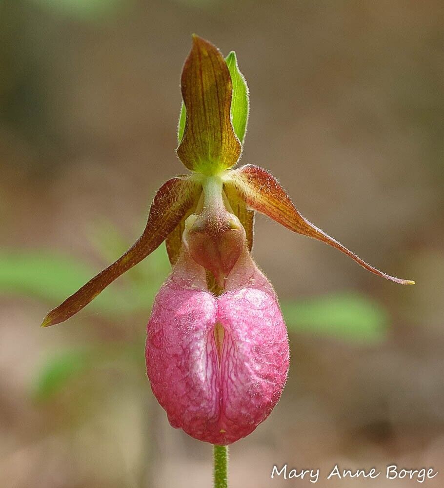 orchid flower seeds Pink Lady's Slipper Orchid Seeds ~ Moccasin Flower ~ Pretty Flowers ~ – Your Plant Bitch