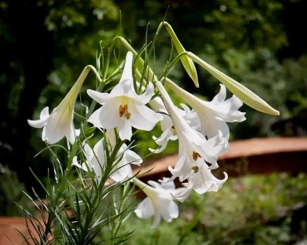 Lilium Formosanum Seeds ~ Formosa Lily~ Blooms ~ Climbing Perennial ~ Grow Your Own ~ Spring