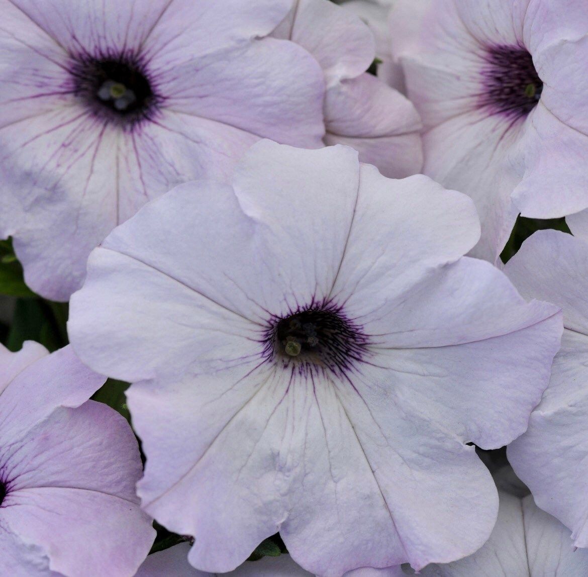 wave petunia flower seeds Silver Wave Petunia Seeds ~ Petunia x Hybrida ~ Spring Flowers ~ Inste – Your Plant Bitch